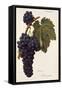 Oriou Gris Grape-A. Kreyder-Framed Stretched Canvas