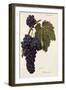 Oriou Gris Grape-A. Kreyder-Framed Giclee Print