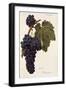 Oriou Gris Grape-A. Kreyder-Framed Giclee Print