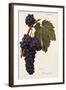 Oriou Gris Grape-A. Kreyder-Framed Giclee Print
