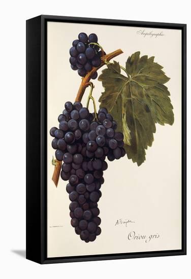 Oriou Gris Grape-A. Kreyder-Framed Stretched Canvas