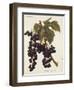 Oriou Voirard Grape-A. Kreyder-Framed Giclee Print