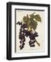 Oriou Voirard Grape-A. Kreyder-Framed Giclee Print