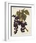 Oriou Voirard Grape-A. Kreyder-Framed Giclee Print