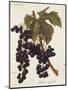 Oriou Voirard Grape-A. Kreyder-Mounted Giclee Print