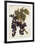 Oriou Voirard Grape-A. Kreyder-Framed Giclee Print