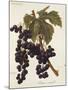 Oriou Voirard Grape-A. Kreyder-Mounted Giclee Print