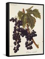 Oriou Voirard Grape-A. Kreyder-Framed Stretched Canvas