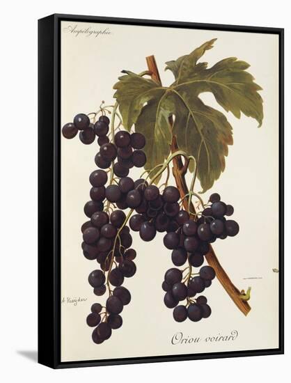 Oriou Voirard Grape-A. Kreyder-Framed Stretched Canvas