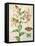 Oripet Lily Collage-Pamela Gladding-Framed Stretched Canvas