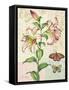 Oripet Lily Collage-Pamela Gladding-Framed Stretched Canvas