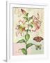 Oripet Lily Collage-Pamela Gladding-Framed Art Print