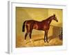 Orlando, a Bay Racehorse in a Loosebox, 1845-John Frederick Herring I-Framed Giclee Print