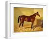 Orlando, a Bay Racehorse in a Loosebox, 1845-John Frederick Herring I-Framed Giclee Print