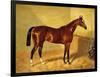 Orlando, a Bay Racehorse in a Loosebox, 1845-John Frederick Herring I-Framed Giclee Print