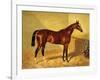 Orlando, a Bay Racehorse in a Loosebox, 1845-John Frederick Herring I-Framed Giclee Print