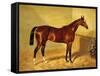 Orlando, a Bay Racehorse in a Loosebox, 1845-John Frederick Herring I-Framed Stretched Canvas