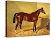 Orlando, a Bay Racehorse in a Loosebox, 1845-John Frederick Herring I-Stretched Canvas