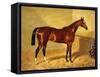 Orlando, a Bay Racehorse in a Loosebox-John Frederick Herring I-Framed Stretched Canvas