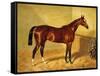 Orlando, a Bay Racehorse in a Loosebox-John Frederick Herring I-Framed Stretched Canvas