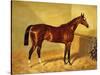 Orlando, a Bay Racehorse in a Loosebox-John Frederick Herring I-Stretched Canvas