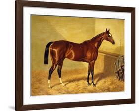 Orlando, a Bay Racehorse in a Loosebox-John Frederick Herring I-Framed Giclee Print