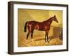 Orlando, a Bay Racehorse in a Loosebox-John Frederick Herring I-Framed Giclee Print