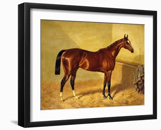 Orlando, a Bay Racehorse in a Loosebox-John Frederick Herring I-Framed Giclee Print