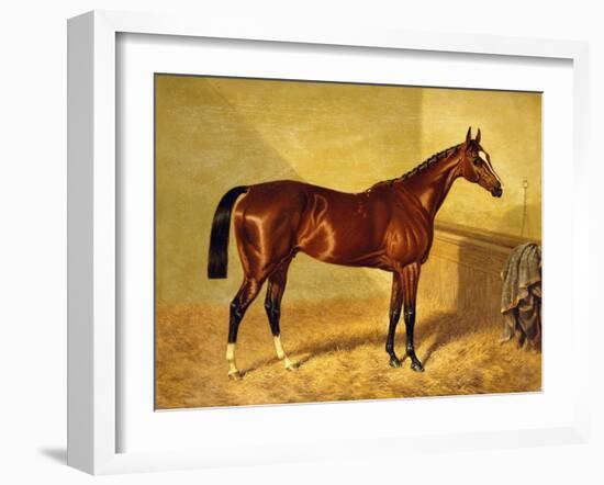 Orlando, a Bay Racehorse in a Loosebox-John Frederick Herring I-Framed Giclee Print