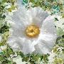 Laminate