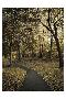 Laminate