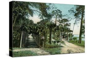 Ormond, Florida - Arbor View from Road-Lantern Press-Stretched Canvas