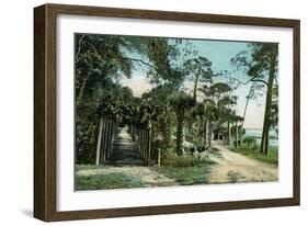 Ormond, Florida - Arbor View from Road-Lantern Press-Framed Art Print