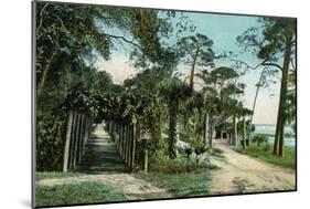 Ormond, Florida - Arbor View from Road-Lantern Press-Mounted Art Print