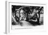 Ormond, Florida - on the River Road to Daytona Beach-Lantern Press-Framed Art Print