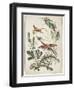 Ornament. Chinoiserie. Flowers and Birds., 1770-Jean Baptiste Pillement-Framed Giclee Print