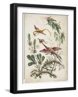 Ornament. Chinoiserie. Flowers and Birds., 1770-Jean Baptiste Pillement-Framed Giclee Print