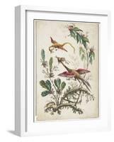 Ornament. Chinoiserie. Flowers and Birds., 1770-Jean Baptiste Pillement-Framed Giclee Print