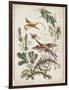 Ornament. Chinoiserie. Flowers and Birds., 1770-Jean Baptiste Pillement-Framed Giclee Print