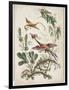 Ornament. Chinoiserie. Flowers and Birds., 1770-Jean Baptiste Pillement-Framed Giclee Print