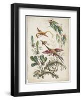 Ornament. Chinoiserie. Flowers and Birds., 1770-Jean Baptiste Pillement-Framed Premium Giclee Print