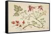 Ornament, Chinoiserie, Flowers, June 30, 1760-Pierre-Charles Canot-Framed Stretched Canvas