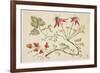 Ornament, Chinoiserie, Flowers, June 30, 1760-Pierre-Charles Canot-Framed Giclee Print