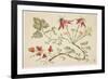 Ornament, Chinoiserie, Flowers, June 30, 1760-Pierre-Charles Canot-Framed Giclee Print