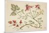 Ornament, Chinoiserie, Flowers, June 30, 1760-Pierre-Charles Canot-Mounted Giclee Print