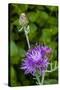 Ornamental Artichoke, Blooming in the Garden-Michael Qualls-Stretched Canvas