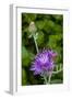 Ornamental Artichoke, Blooming in the Garden-Michael Qualls-Framed Photographic Print