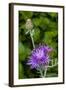 Ornamental Artichoke, Blooming in the Garden-Michael Qualls-Framed Photographic Print