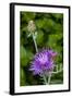 Ornamental Artichoke, Blooming in the Garden-Michael Qualls-Framed Photographic Print