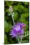 Ornamental Artichoke, Blooming in the Garden-Michael Qualls-Mounted Photographic Print